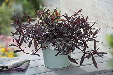 传闻：《使命召唤》2023仍会在PS4和XB1上发布